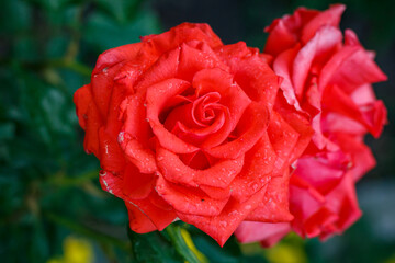 Close-up of Red Rose with Rain Droplets on Petals — Fresh Flower After Rain, Nature, Romantic Symbol, Spring Mood, Natural Beauty