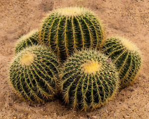 Golden Barrel Cactus in the garden 