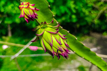 Dragon fruit tree and beautiful fruit.