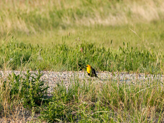 Yellow-headed Blackbird