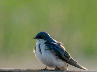 Tree Swallow