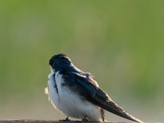 Tree Swallow