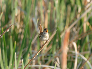 Marsh Wren