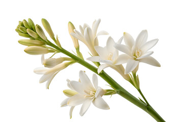 Fototapeta premium Tuberose isolated on transparent background