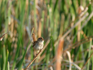 Marsh Wren