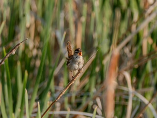 Marsh Wren