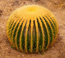 Golden Barrel Cactus in the garden 