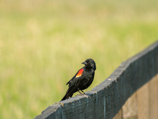 Red Winged Black Bird