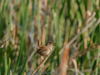 Marsh Wren