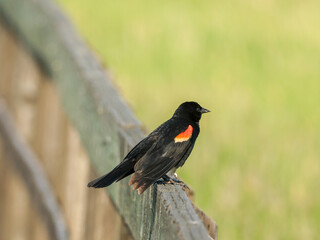 Red Winged Black Bird
