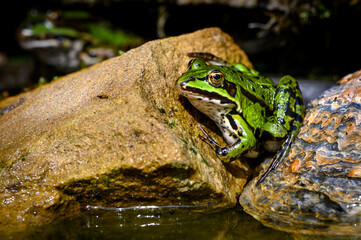 Teichfrosch