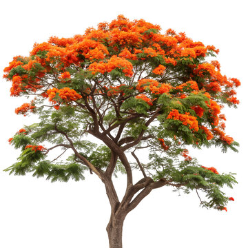 The royal poinciana tree isolated on transparent background