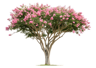 Fototapeta premium Giant crape-myrtle isolated on transparent background