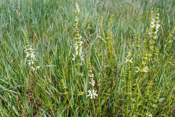 Stachys ocymastrum wildflower in grassy meadow