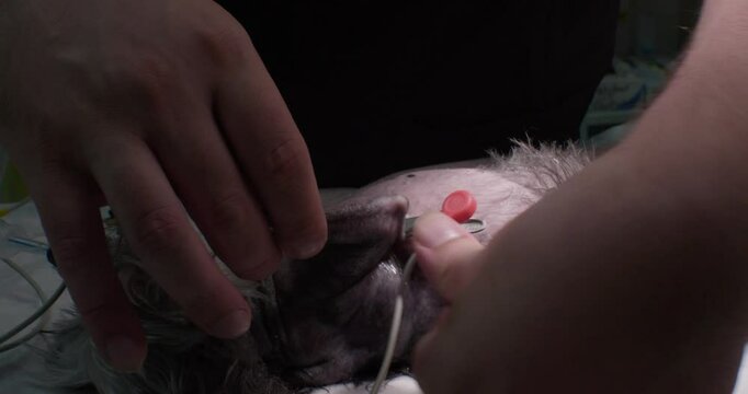 An anesthesiologist hooks up the dog to vital sign monitors A veterinarian prepares the dog for surgery by shaving its belly and attaching electrocardiogram (ECG) electrodes to monitor its heartbeat.