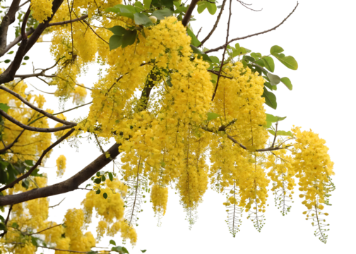 The golden shower tree isolated on transparent background - Powered by Adobe