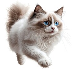 Elegant Ragdoll Cat Portrait on white background. Generative AI