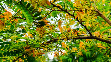 Beautiful leaves and yellow flowers of tamarind tree.