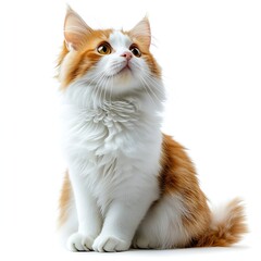Majestic Orange and White Cat Portrait on white background. Generative AI