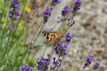 Painted Lady (Vanessa cardui) butterfly perched on lavender in Zurich, Switzerland