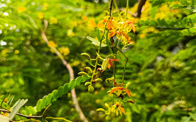 Beautiful leaves and yellow flowers of tamarind tree.