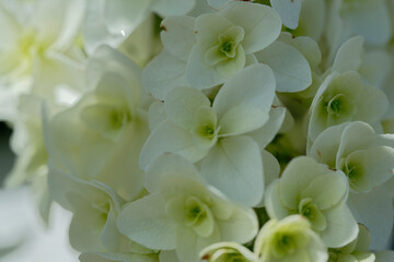close up of a white hydrangea