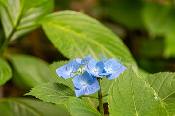 緑の葉に包まれた青い紫陽花のクローズアップ