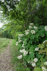 森の小径沿いに咲く柏葉紫陽花の白い花房
