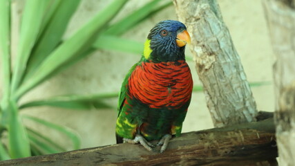 Rainbow Lorikeet, Trichoglossus haematodus