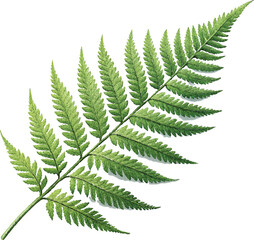Isolated green fern frond with a natural leaf pattern