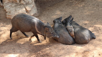 a group of wild animals in the zoo.Three wild boars in the zoo. Wildlife scene from nature.