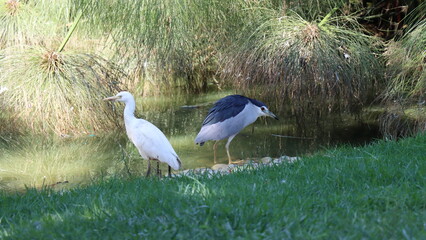 white egret, egretta garzetta.Cattle egret (Ardea cinerea) in the park.