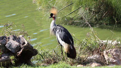 black crowned crane.a beautiful bird on the tree.