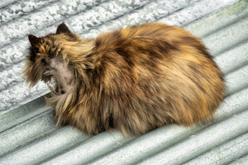 Long-haired stray cat with neck wound on corrugated metal roof