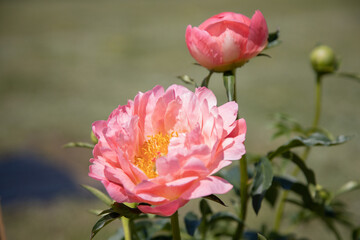Close-Up of Pink Peonies in Bloom on a Bright Sunny Day