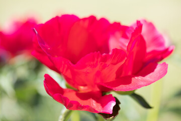 Vibrant Close-Up of Pink Peony Flower in Full Bloom Outdoors
