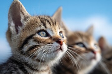 Obraz premium Two kittens one in focus with tabby markings against a blurred blue sky