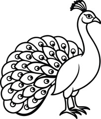 vector illustration of a peacock