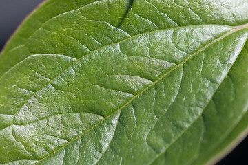 Close-Up of Green Leaf Surface Showing Detailed Veins and Texture