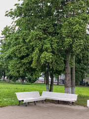 Two white wooden benches side by side in the square under the trees in the city square, vertical view