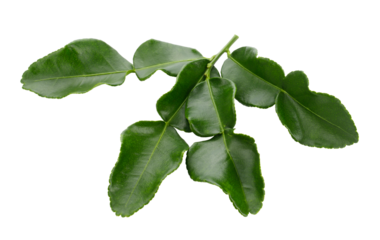 Bergamot kaffir lime leaves herb fresh ingredient isolated on a transparent background