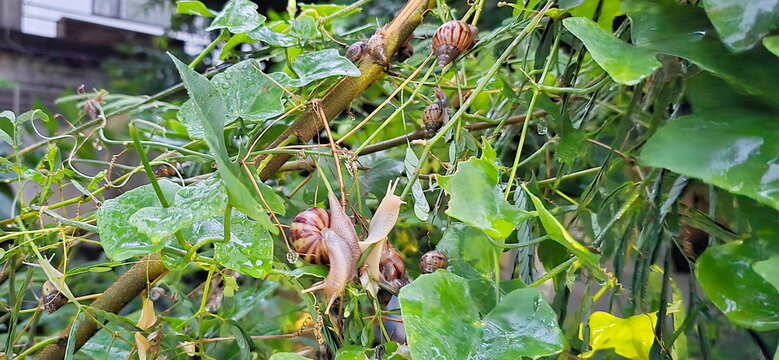 A swarm of snails eats the young leaves of the morning glory (Coccinia grandis (L.) Voigt.) in the morning after rain. Helix pomatia Invertebrate Mollusca. Burgundy snail (Helix pomatia) crawling 
