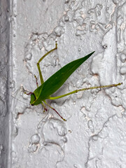 Leaf hooper on the wall