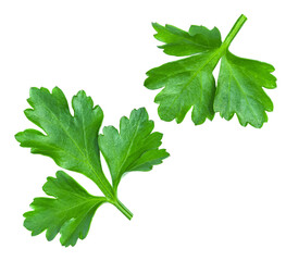 Levitating Parsley leaves isolated on white. Flying Parsley or Cilantro leaves. Parsley Explosion. Top view. Flat lay. Pattern 