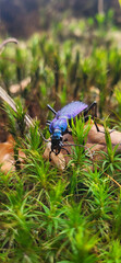 colorful beetle