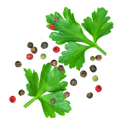 Levitating Parsley leaves isolated on white. Flying Parsley or Cilantro leaves with pepper spices. Parsley Explosion. Top view. Flat lay. Pattern 