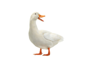 Fototapeta premium white duck isolated on white background