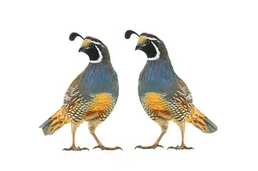 two male california quail isolated on a white background
