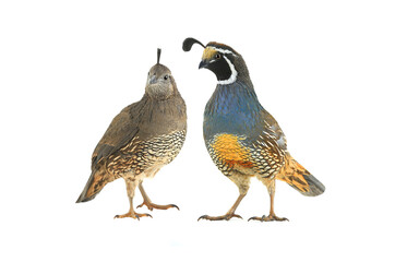 male and female california quail isolated on a white background