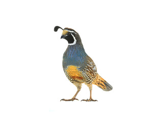 male california quail isolated on a white background